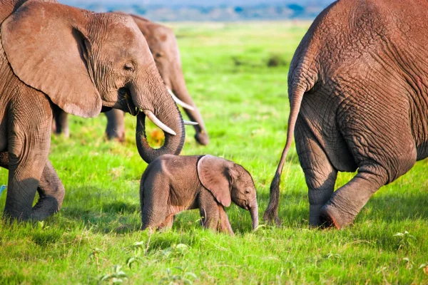 kenya2